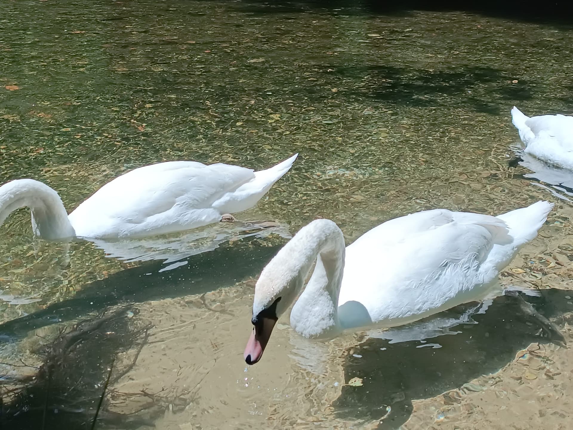 Family exploring Sarajevo old town